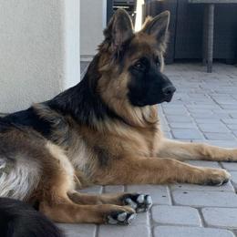 German Shepherds from Prigge Farm German Shepherds