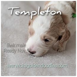 Templeton- green - Parti male Goldendoodle puppy in Fort Worth, Texas from Stacy Warwick
