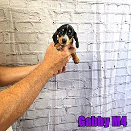 Male 4 - Piebald male Dachshund puppy in Blountsville, Alabama from Zoey's Doxies