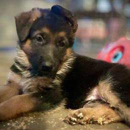 Molly Pitcher - Black and red female German Shepherd puppy in Parkfield, California from Varian Kennels