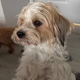 Yorkshire Terrier puppies from Star Catcher Pups
