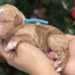 Blue collar male - Red  male Goldendoodle puppy in Yuciapa, California from AlltheDoodlez_