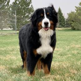 Nika - Bernese Mountain Dog