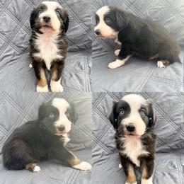 Black tri male 1 - Black tri male Miniature Australian Shepherd puppy in Brooker, Florida from Honey, I Shrunk the Aussies