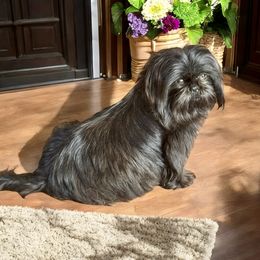 Ellie - Shih Tzu