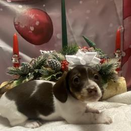 MILO - Piebald male Dachshund puppy in Elizabethtown, Kentucky from Teeny Tiny Puppy Tails