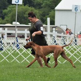 Rhodesian Ridgeback Puppies from Supernova Ridgebacks