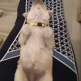 Golden Retriever, Goldendoodle, and Sheepadoodle Puppies from Guppy Puppies