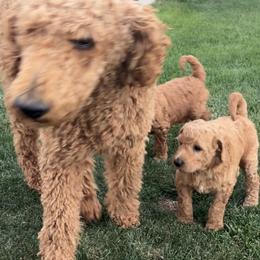 Goldendoodles from Lucky7Ace