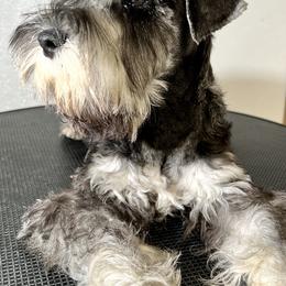 Giant Schnauzer and Miniature Schnauzer Puppies from My Angel Schnauzers