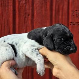 Boy 6 - Black roan male German Shorthaired Pointer puppy in China Township, Michigan from Snell's Superior Kennel Dobermann & GSP