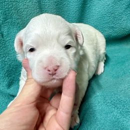Geo - White male Maltipoo puppy in Mabelvale, Arkansas from Durham's Designer Poos