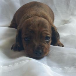 Heidi - Brindle female Dachshund puppy in Colonial Heights, Virginia from Mimi’s Doxies