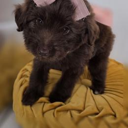 April - Chocolate female Goldendoodle puppy in Decatur, Tennessee from Diamond's Doodles