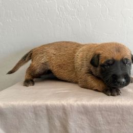 Shiver (purple) - Fawn sable female Belgian Malinois puppy in Buckeue, Arizona from Légende Vivante Du Chief Kennel
