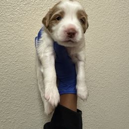 Pink collar - Cream female Australian Labradoodle puppy in Walnut Creek, California from Pawfect Doodles