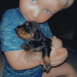 Dachshund and Miniature Australian Shepherd Puppies from Southern Charm Kennels