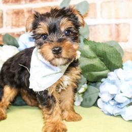 Teddy - Black and tan male Yorkshire Terrier puppy in Hugo, Oklahoma from Ann R.