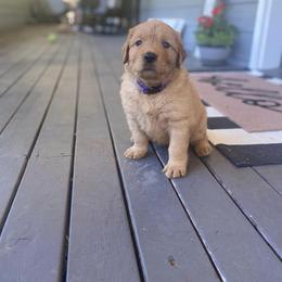 Golden Retriever Puppies from Washington Lakeside Goldens