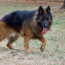 Rocky - German Shepherd