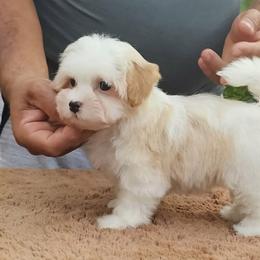 Cavachon, Cavalier King Charles Spaniel, Cavapoo, and Havanese Puppies from Peaks Pups & Cavachon Love Chocolate Cavaliers, Cavaliers, Cavachon’s, Cavapoos & Havanese