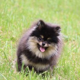 Opal - Black and tan female Pomeranian puppy in Perry County, Ohio from Speechless Pom’s