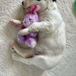 English Setter Puppies from Steens Mountain Setters