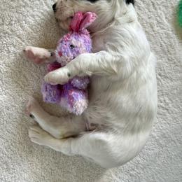 English Setter Puppies from Steens Mountain Setters