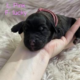 L. Pink - Lucky - Sable female Goldendoodle puppy in Orange City, Florida from Rainbow Doodle