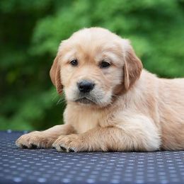 Tango - Golden male Golden Retriever puppy in Saint Joe, Indiana from Golden Acres Farm