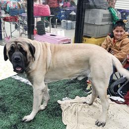 Boomer - Mastiff