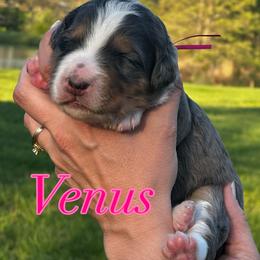 Venus - Merle female Bernedoodle puppy in St. James, Missouri from Backwoods Bernedoodles