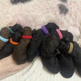 Poodle puppies from Deblyns Poodles