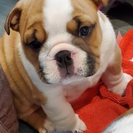 Bulldog Puppies from Chris Hermiller