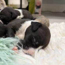 Ocelot - Black male Whippet puppy in Fort Myers, Florida from Rainbow Whippets