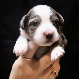 Ace - Blue merle male Aussiedoodle puppy in Seguin, Texas from Navarro Royal Pups