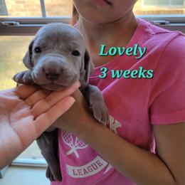 Lovely - Silver Female - Silver gray female Weimaraner puppy in Kingwood, Texas from Desert Rose Weimaraners