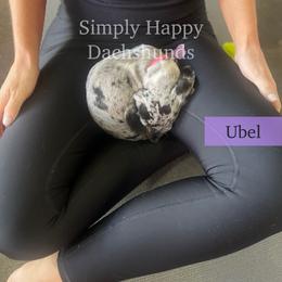 Ubel - Black Dapple Piebald Smooth Miniature Dachshund - 4000 - Dapple female Dachshund puppy in Pauls Valley, Oklahoma from Simply Happy Dachshunds