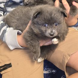 Brittany - Blue female Pomeranian puppy in Mays Landing, New Jersey from KB Pom Pups