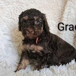 Grace - Phantom female Bernedoodle puppy in Marion County, Ohio from Hatten Homestead Kennels