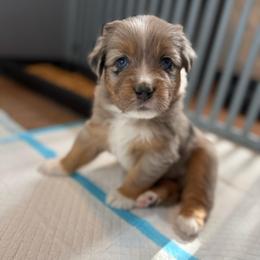 Flash - Blue merle male Miniature American Shepherd puppy in Phoenix, Arizona from Outlaw Minis