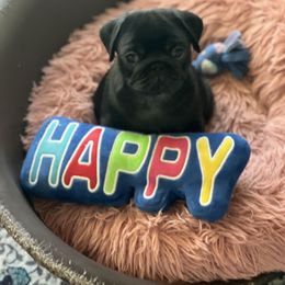 Happy - Black male Pug puppy in Saint Pauls, North Carolina from Copperfield’s Goldens