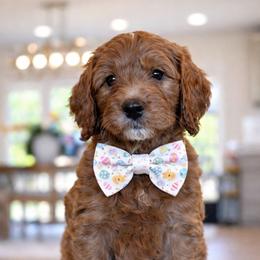 Lennox - Red  male Goldendoodle puppy in Yuciapa, California from AlltheDoodlez_