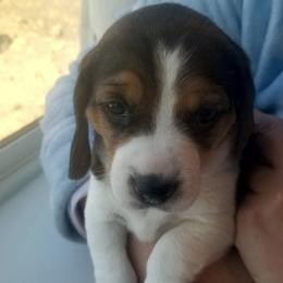 Star - Black tan and white female Beagle puppy in Peculiar, Missouri from At home