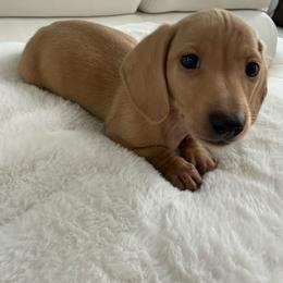 Puppy number two little cream boy - Cream male Dachshund puppy in Spokane, Washington from Dearhaven Doxie