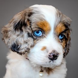Cavapoos and Goldendoodles from Angel Pups Deluxe