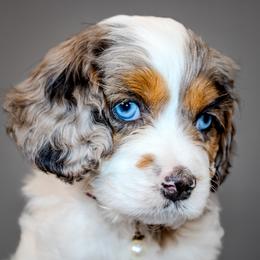 Cavapoos and Goldendoodles from Angel Pups Deluxe