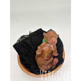 Virginia - Red  female Goldendoodle puppy in Smithfield, Kentucky from KBK9 Kennels