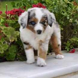 TOPAZ - Blue merle male Miniature American Shepherd puppy in Bixby, Oklahoma from Roeboat Aussies
