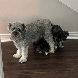 Miniature Schnauzer Puppies from Sugarbaby Kennel